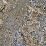 HARMONY GOLD